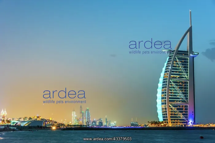 : DUBAI, UNITED ARAB EMIRATES - FEB 11, 2019: The : DUBAI, UNITED ARAB EMIRATES - FEB 11, 2019: The