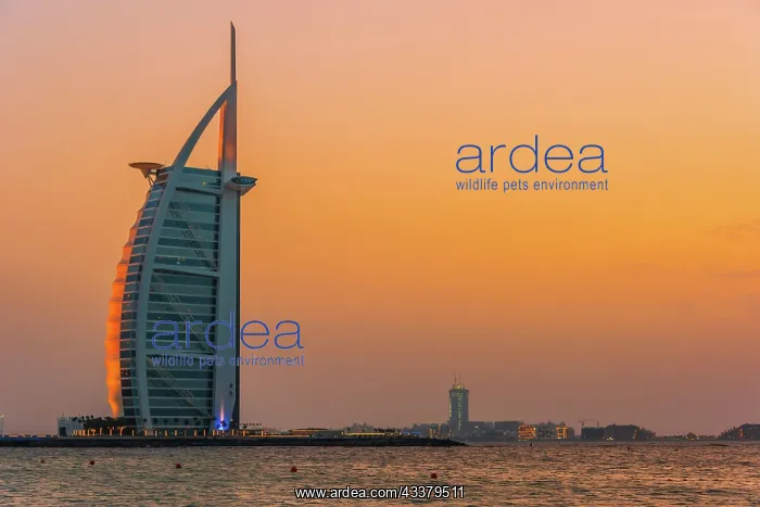 : DUBAI, UNITED ARAB EMIRATES - FEB 11, 2019: The : DUBAI, UNITED ARAB EMIRATES - FEB 11, 2019: The