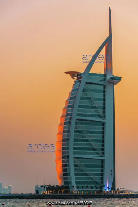 : DUBAI, UNITED ARAB EMIRATES - FEB 11, 2019: The : DUBAI, UNITED ARAB EMIRATES - FEB 11, 2019: The