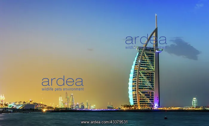 : DUBAI, UNITED ARAB EMIRATES - FEB 11, 2019: The : DUBAI, UNITED ARAB EMIRATES - FEB 11, 2019: The