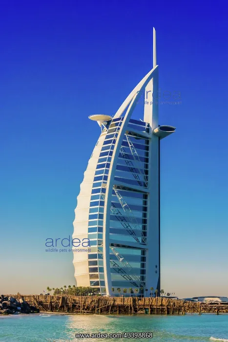 : DUBAI, UNITED ARAB EMIRATES - FEB 8, 2019: The Burj : DUBAI, UNITED ARAB EMIRATES - FEB 8, 2019: The Burj