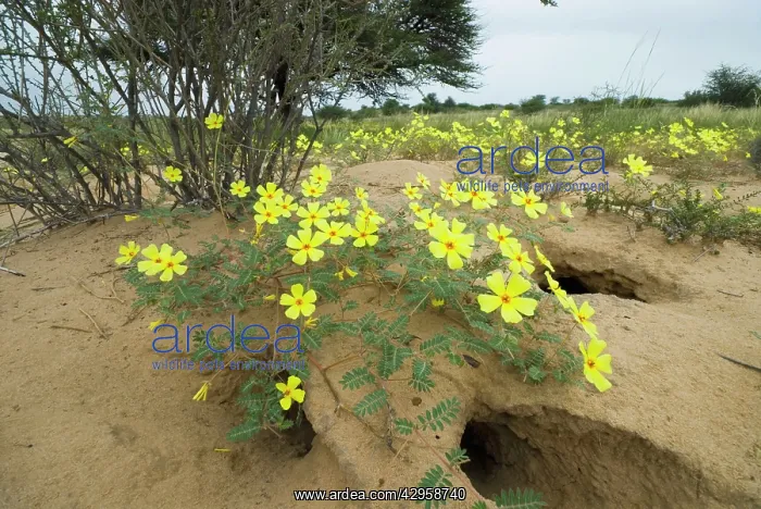 : Dubbeltjie flowers after good rainfall : Dubbeltjie flowers after good rainfall