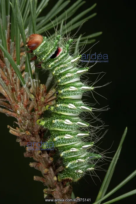 : Dubernard's Luna Moth - Caterpillar : Dubernard's Luna Moth - Caterpillar