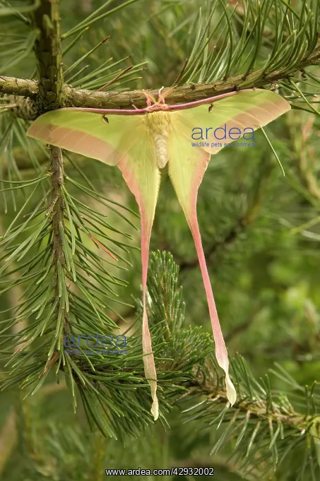 : Dubernard's Luna Moth - Male : Dubernard's Luna Moth - Male