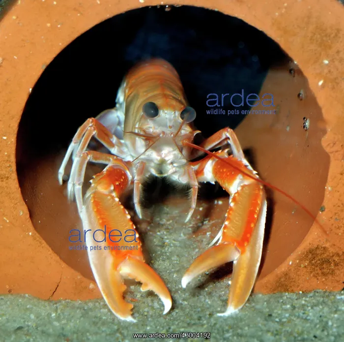 : Dublin Bay Prawn / Scampi / Norway Lobster : Dublin Bay Prawn / Scampi / Norway Lobster