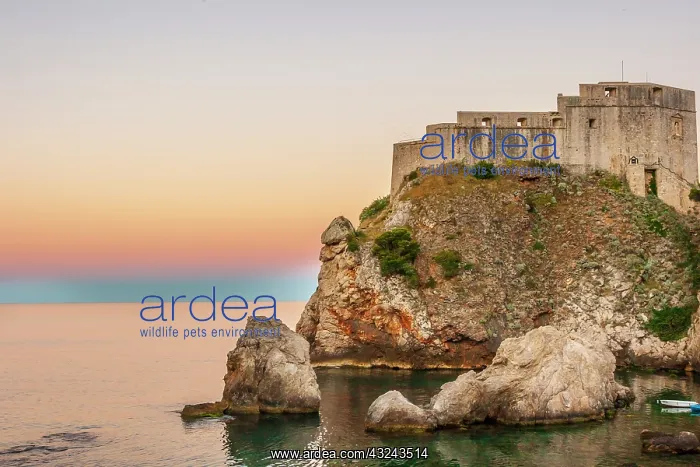 : Dubrovnik, Croatia. Fortress Lovrijenac on the Adriatic Sea : Dubrovnik, Croatia. Fortress Lovrijenac on the Adriatic Sea