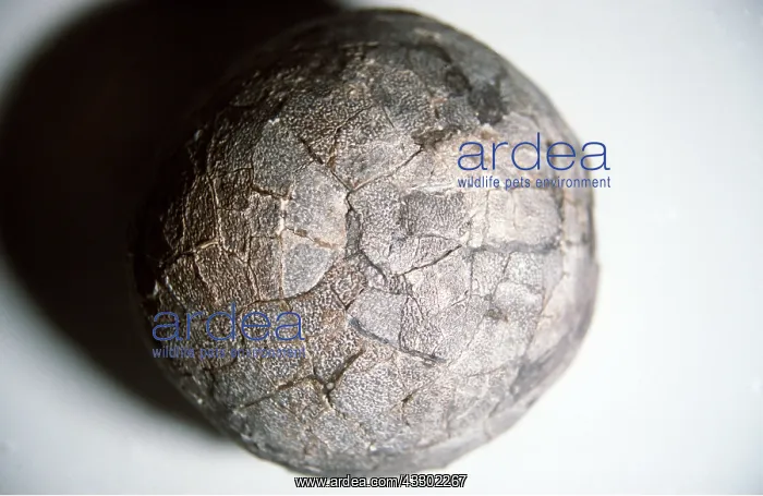 : Duck-Billed Dinosaur Egg : Duck-Billed Dinosaur Egg