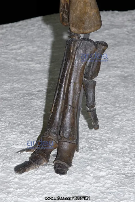 : Duck-billed dinosaur foot : Duck-billed dinosaur foot