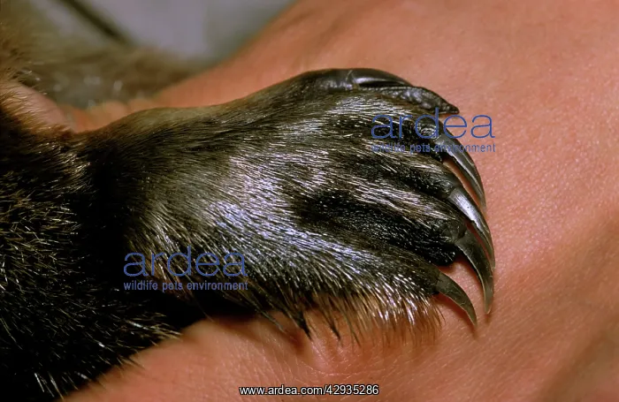 : Duck-billed / Duckbill Platypus - close up of foot : Duck-billed / Duckbill Platypus - close up of foot