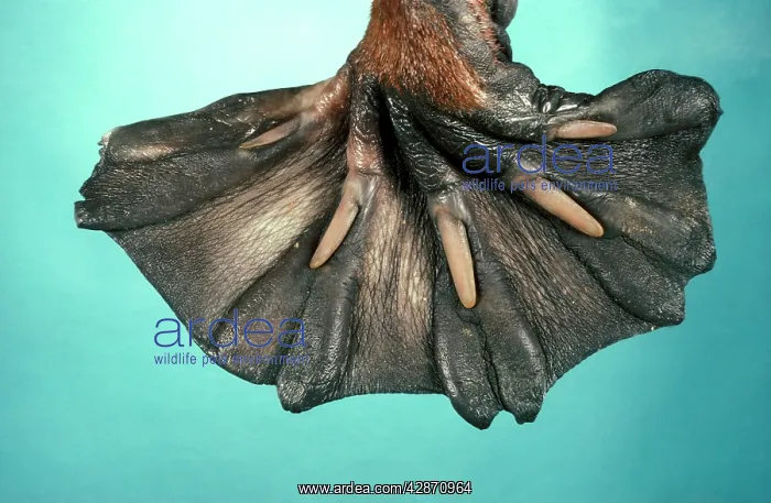 : Duck-billed / Duckbill Platypus - Front foot, close up : Duck-billed / Duckbill Platypus - Front foot, close up