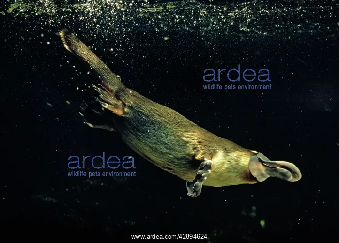 : Duck-billed / Duckbill Platypus swimming underwater : Duck-billed / Duckbill Platypus swimming underwater
