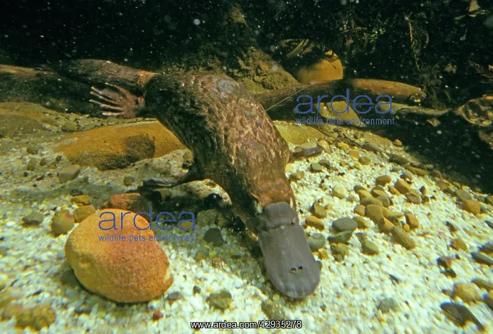 : Duck-billed / Duckbill Platypus - Swimming underwater : Duck-billed / Duckbill Platypus - Swimming underwater