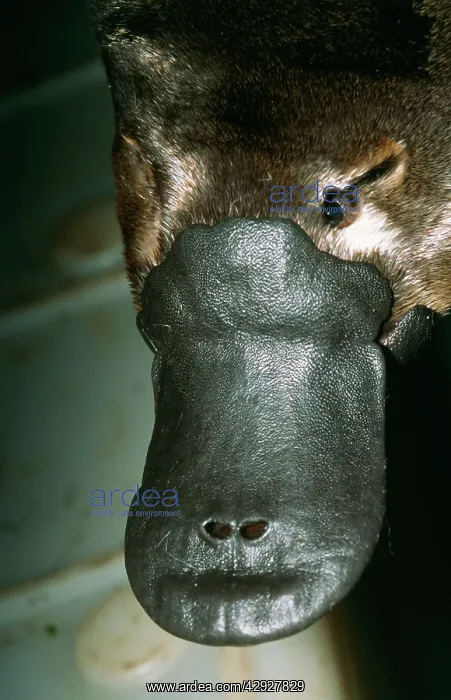 : Duck-billed Platypus - adult male : Duck-billed Platypus - adult male