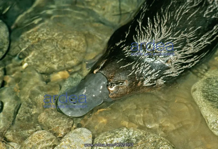 : Duck-billed PLATYPUS - close-up of head, in water : Duck-billed PLATYPUS - close-up of head, in water
