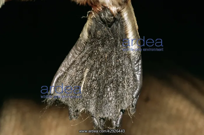 : Duck-billed Platypus - front foot : Duck-billed Platypus - front foot