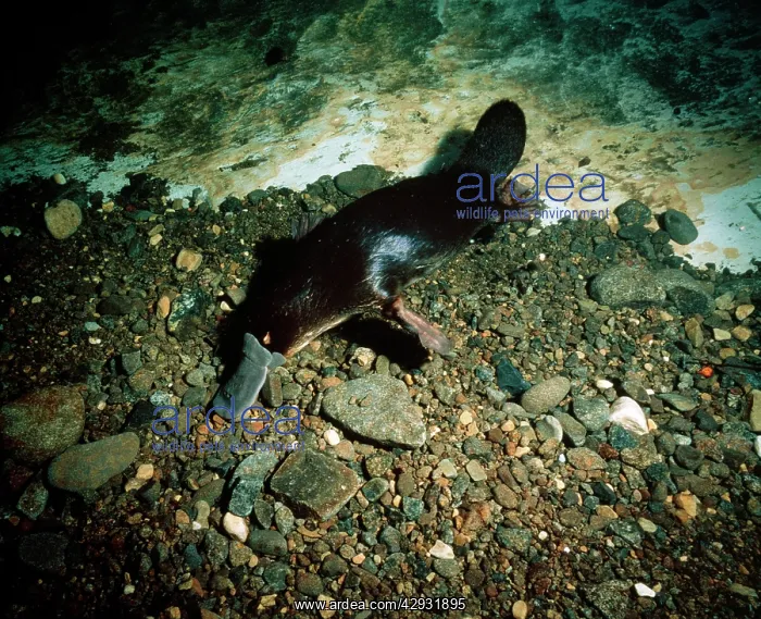 : Duck-billed Platypus - foraging for food underwater : Duck-billed Platypus - foraging for food underwater
