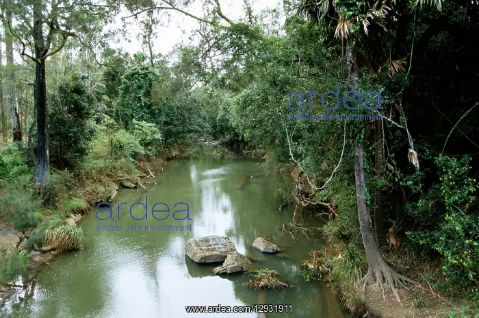 : Duck-billed Platypus habitat : Duck-billed Platypus habitat