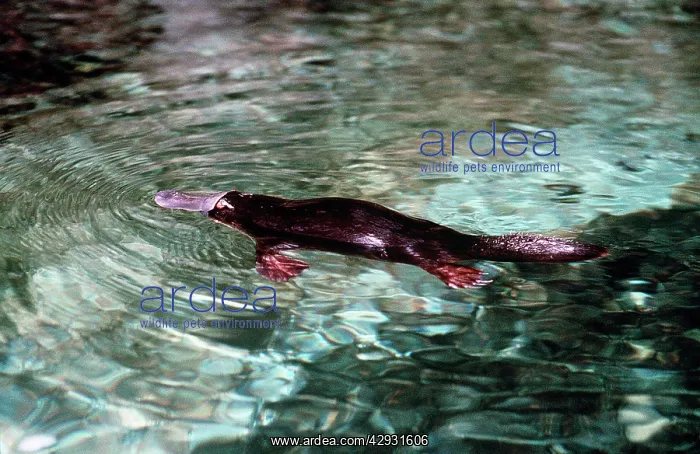 : Duck-billed Platypus - near surface on water : Duck-billed Platypus - near surface on water