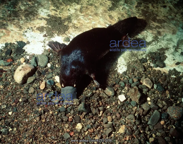: Duck-billed Platypus - searching for food in stream : Duck-billed Platypus - searching for food in stream