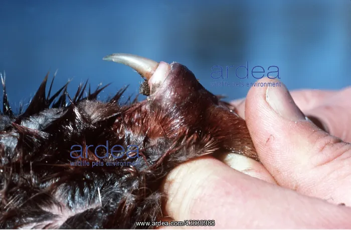 : Duck-billed PLATYPUS - spur revealed by hand : Duck-billed PLATYPUS - spur revealed by hand