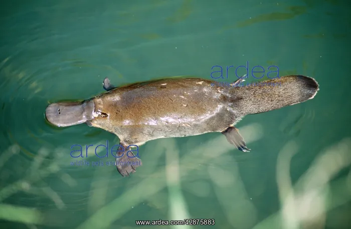 : Duck-billed Platypus - On surface near bank of creek : Duck-billed Platypus - On surface near bank of creek