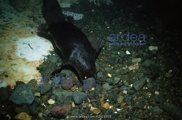 : Duck-billed / Platypus - underwater : Duck-billed / Platypus - underwater