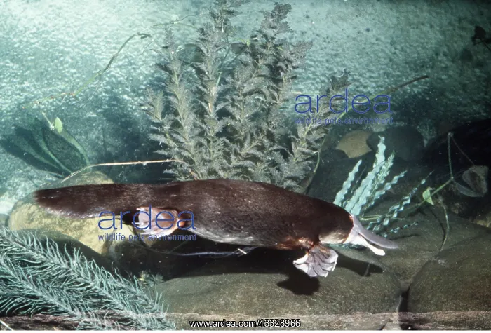 : Duck-billed PLATYPUS - underwater : Duck-billed PLATYPUS - underwater