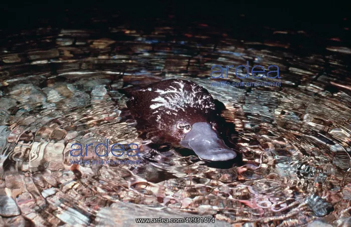 : Duck-billed Platypus - in water : Duck-billed Platypus - in water