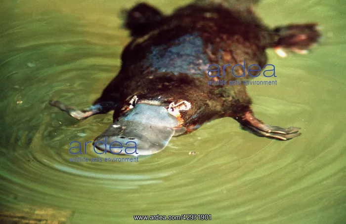 : Duck-billed Platypus - in water : Duck-billed Platypus - in water