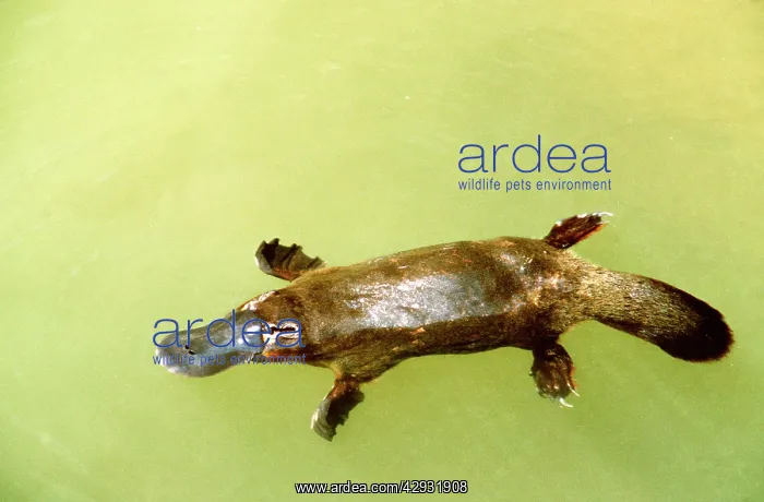 : Duck-billed Platypus - in water from above : Duck-billed Platypus - in water from above