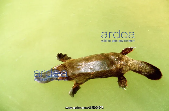 : Duck-billed Platypus - in water from above : Duck-billed Platypus - in water from above