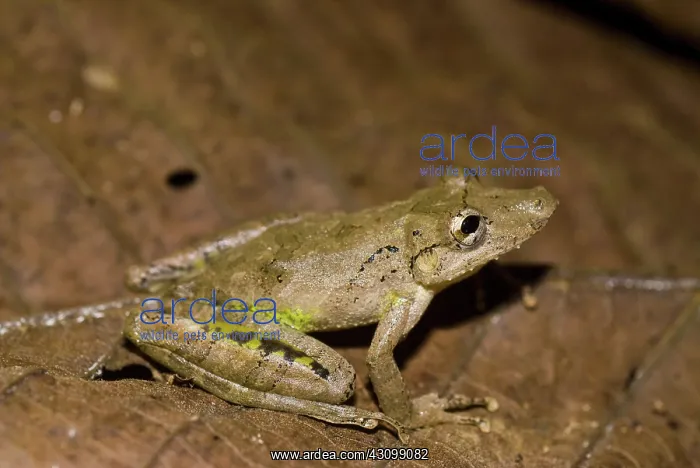 : Duck-billed Treefrog : Duck-billed Treefrog