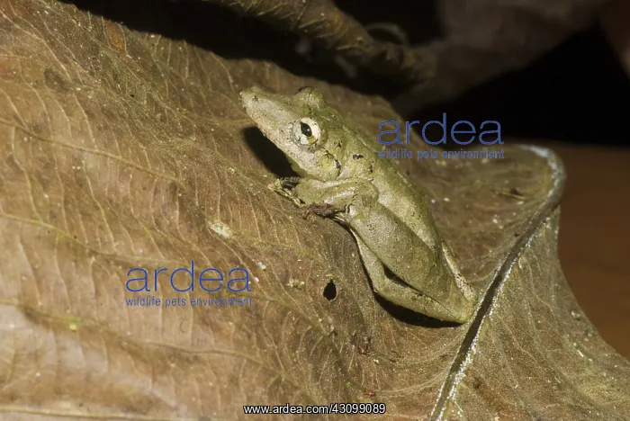 : Duck-billed Treefrog : Duck-billed Treefrog
