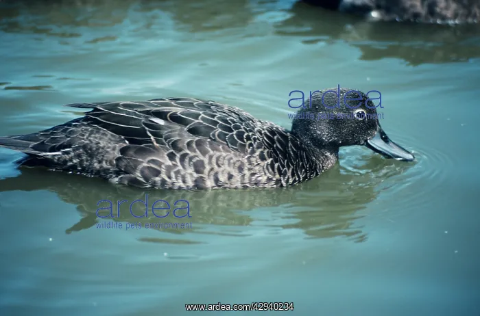 : DUCK - Brown Teal female : DUCK - Brown Teal female