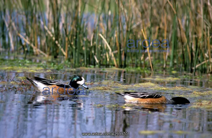 : DUCK - CHILOE WIGEON 2 ON LAKE : DUCK - CHILOE WIGEON 2 ON LAKE