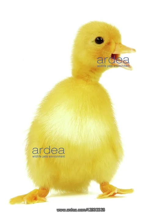  : DUCK - Duckling