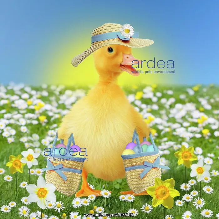  : Duck Duckling - in spring flowers daisies and daffodils wearing bonnet