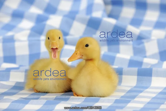  : DUCK. Ducklings sitting together