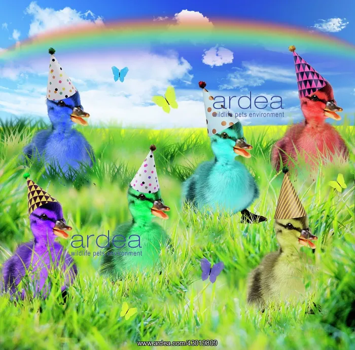 : Duck Ducklings spring scene with Butterflies rainbow : Duck Ducklings spring scene with Butterflies rainbow