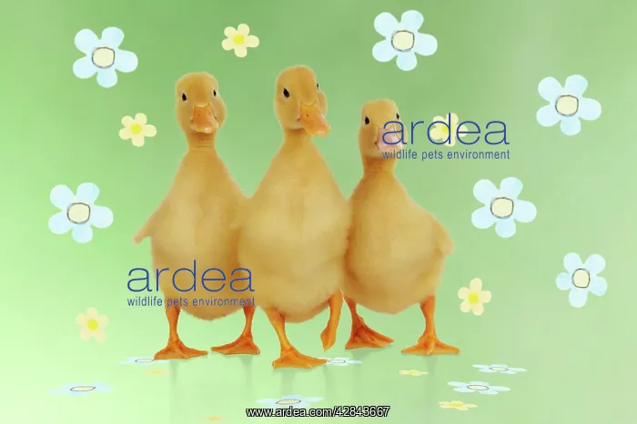  : DUCK. Three ducklings stood in a row