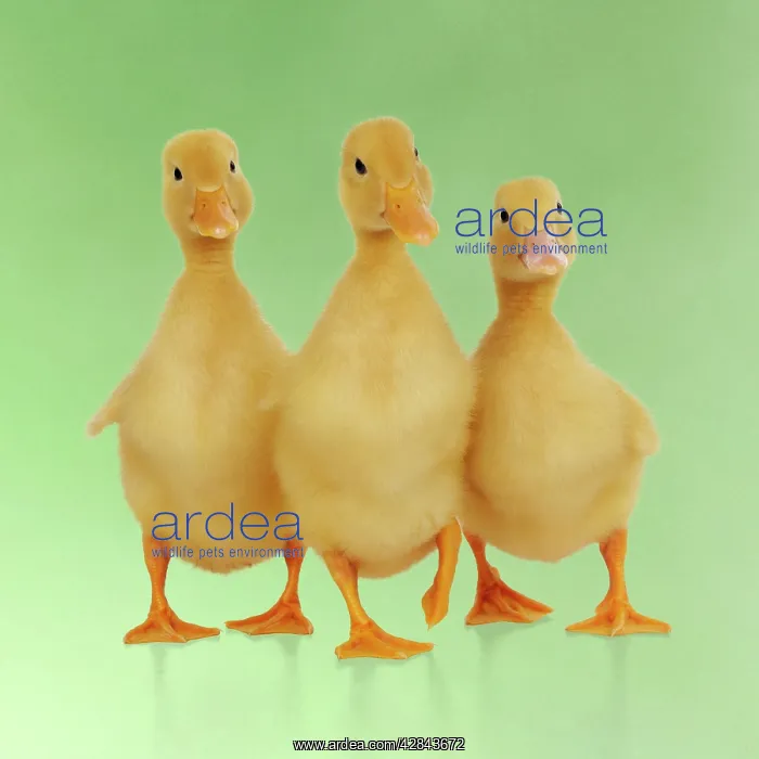  : DUCK. Three ducklings stood in a row