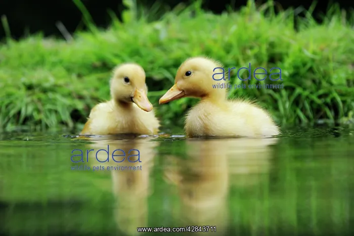 : DUCK. Ducklings swimming together in a pond