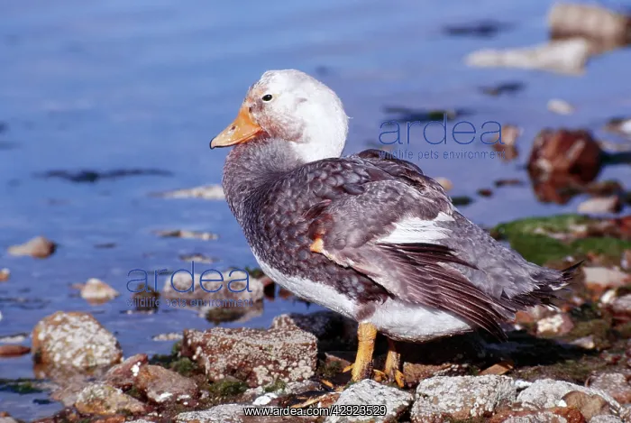: DUCK - Falkland Flightless Steamer Duck : DUCK - Falkland Flightless Steamer Duck