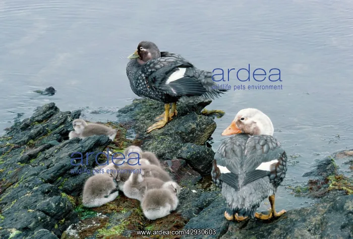 : DUCK - Falkland Flightless Steamer Ducks : DUCK - Falkland Flightless Steamer Ducks