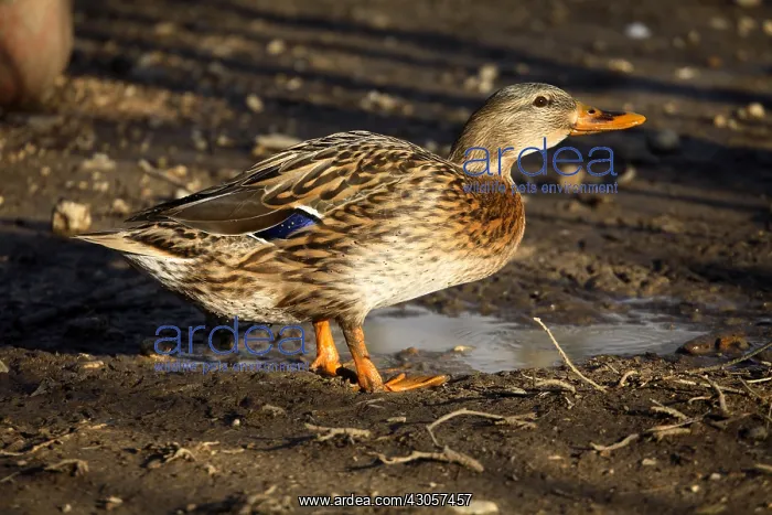 : Duck in a farmyard France : Duck in a farmyard France