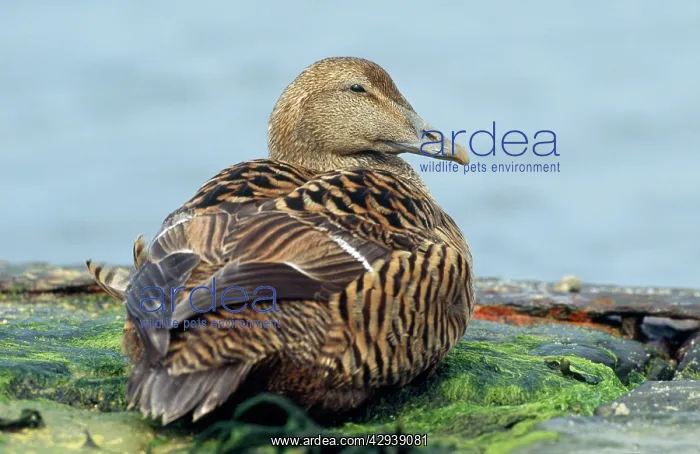 : DUCK - female Eider : DUCK - female Eider