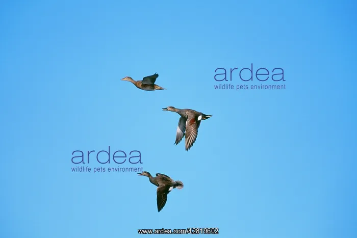 : DUCK - Gadwall : DUCK - Gadwall
