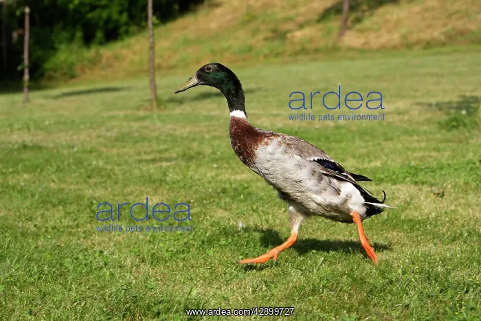 : Duck hybrid mallard & Indian Runner : Duck hybrid mallard & Indian Runner