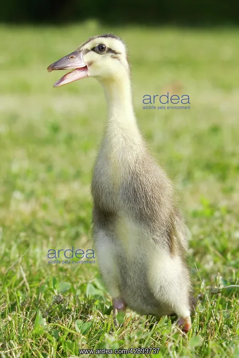 : Duck - hybrid mallard & Indian Runner - duckling : Duck - hybrid mallard & Indian Runner - duckling