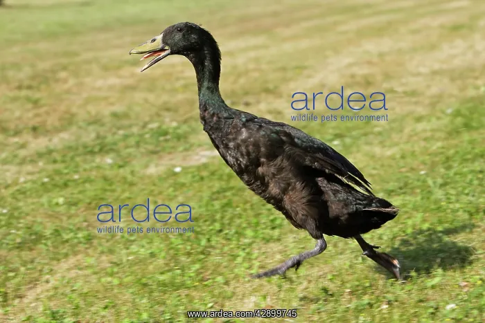 : Duck - Indian Runner - black : Duck - Indian Runner - black